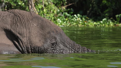 Elephant-soaking-in-river-in-Uganda,-Africa