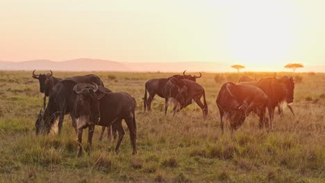 slow motion of wildebeest herd on great migration in africa between masai mara in kenya and serengeti in tanzania, african wildlife animals at in orange sunset golden hour light in maasai mara