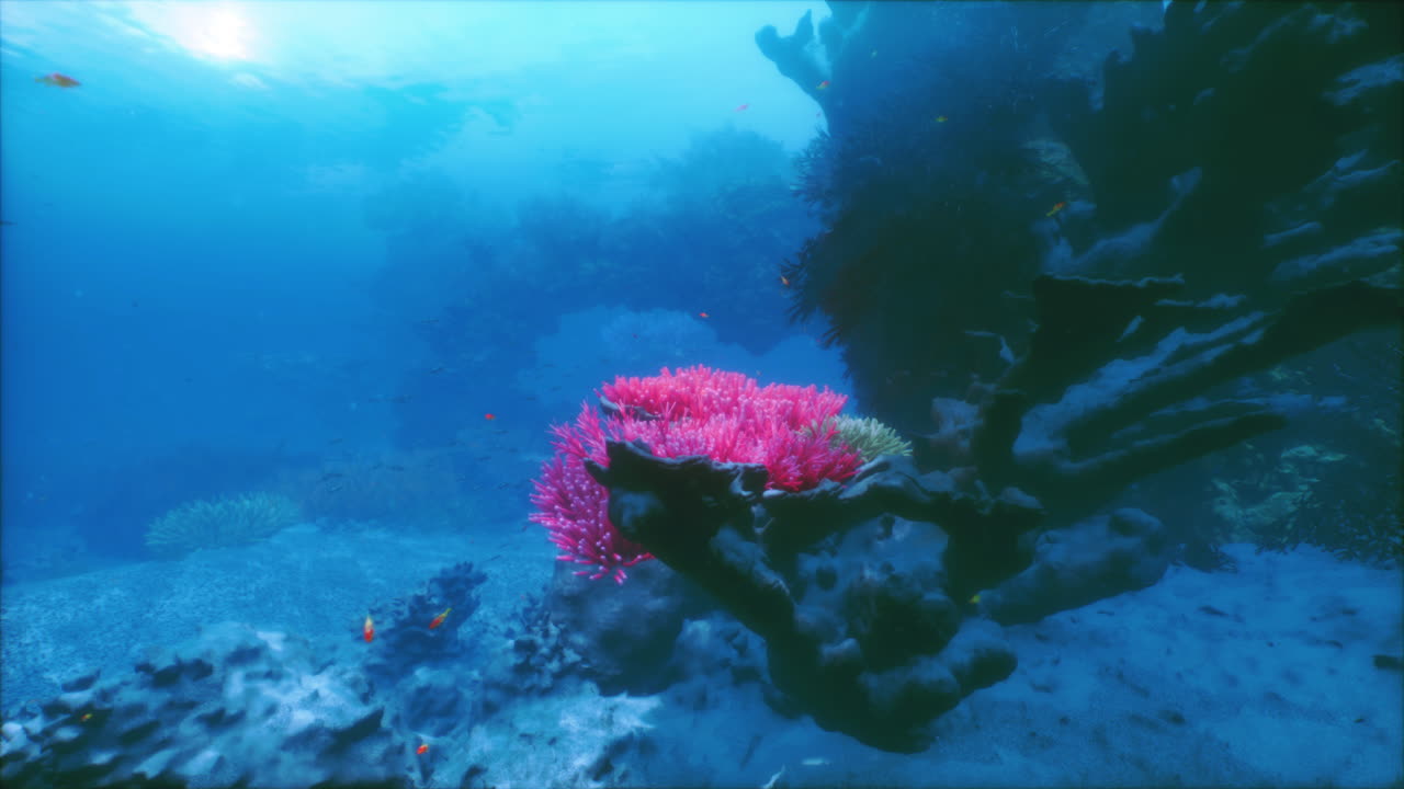 Vivaci formazioni coralline prosperano in uno splendido paesaggio sottomarino
