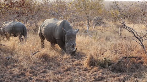 Grazing-White-Rhino-Moves-Slowly-Towards-the-Camera