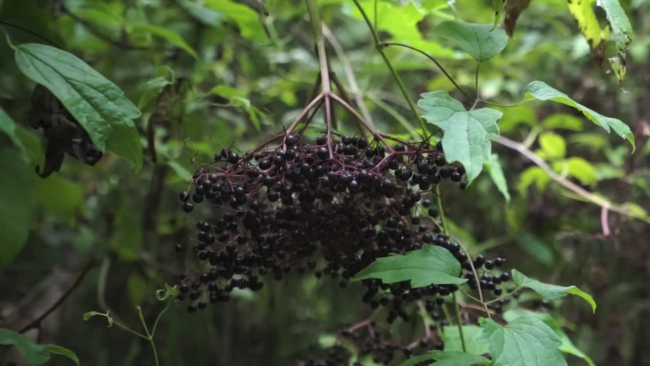 장애물을 제거하여 드러난 엘더베리