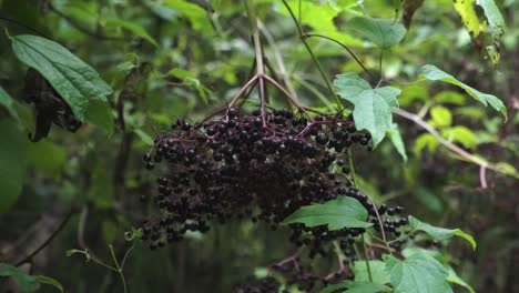 elderberries revealed by removing obstruction