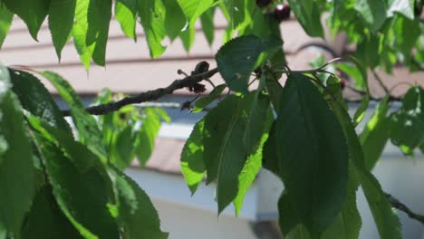 causasian hand picking slowly a single cherry off a branch in a garden during summer day