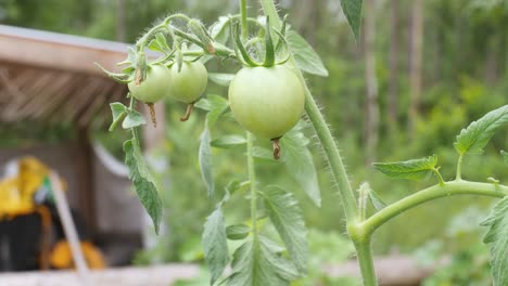 Tomatenpflanze-Mit-Herabhängenden-Blättern-Aufgrund-Von-Hitze-Oder-Wassermangel