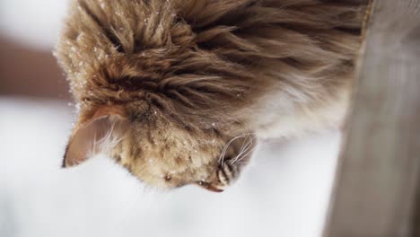 vertical of a long-haired breed cat in outdoor snow winter