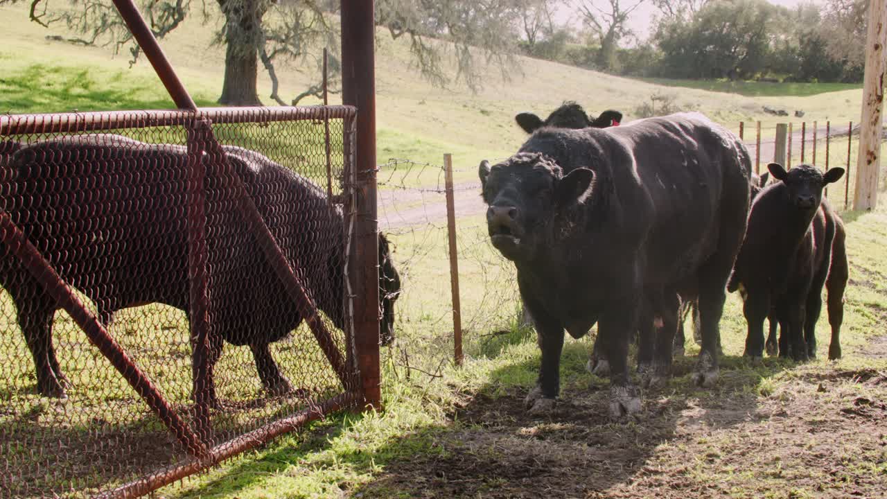 Grande toro nero che muggisce accanto a una recinzione di filo spinato a Santa Barbara, California
