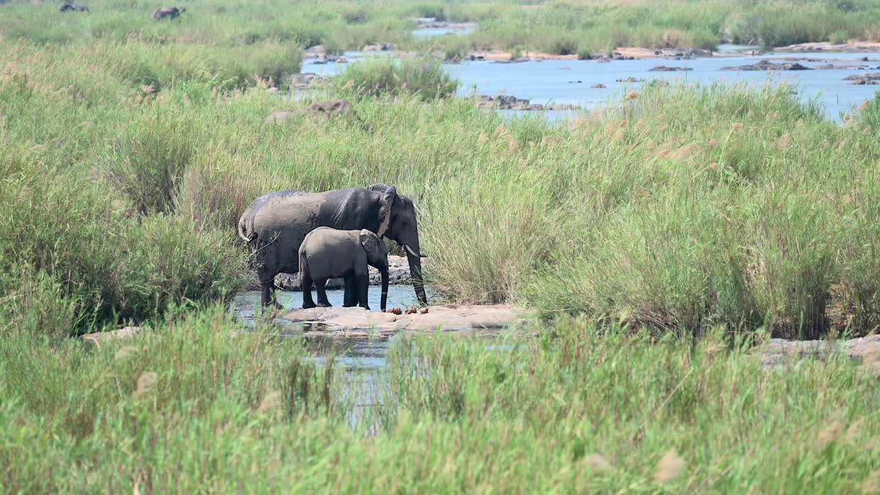 elefante africano hembra con ternero de pie sobre una superficie rocosa salpicando agua entre juncos en el río cocodrilo