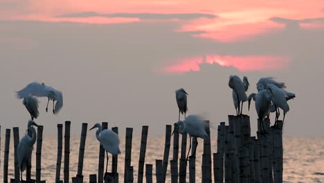 The-Great-Egret,-also-known-as-the-Common-Egret-or-the-Large-Egret