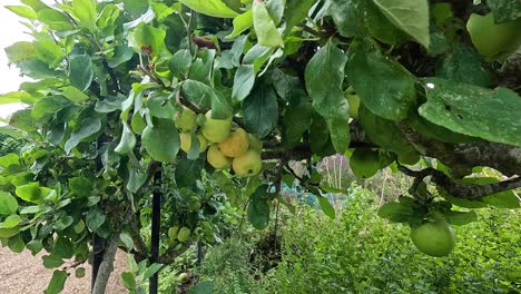 close-up of apples growing on a tree