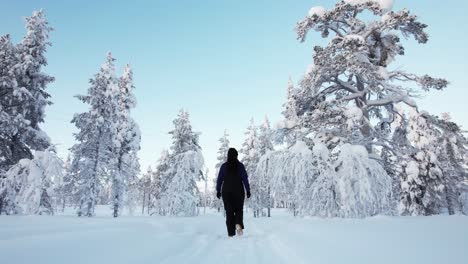 girl walking through winter snow forest trail, shot with low angle in lapland, finland, arctic circle