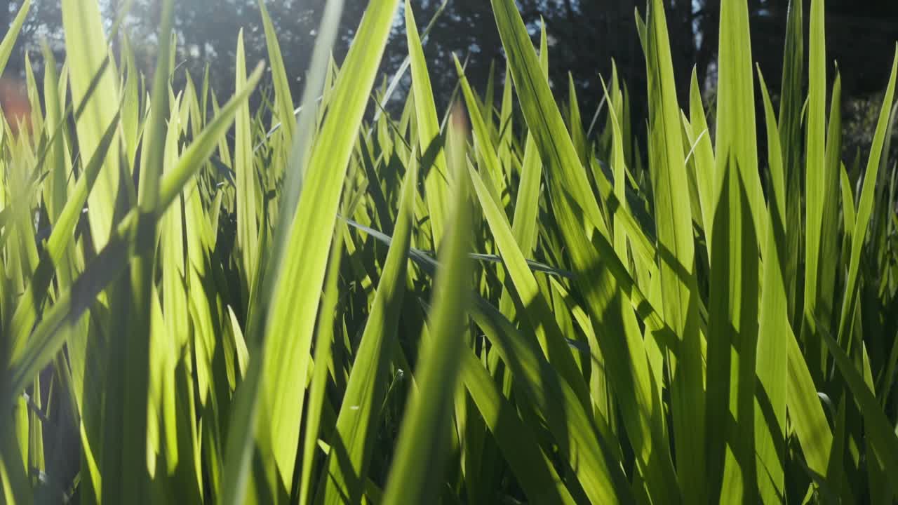 바람에 흔들리는 빛 잔디, 클로즈업 4k