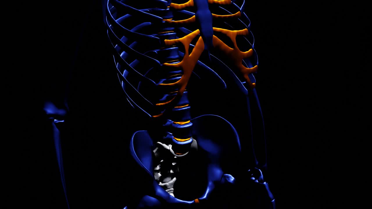 esqueleto humano - azul - huesos