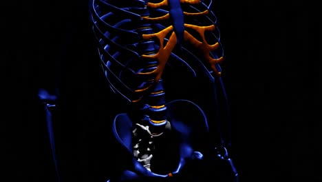 Menschliches-Skelett---Blau---Knochen