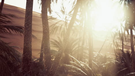 the palms oasis trail is one of many popular hikes in national park