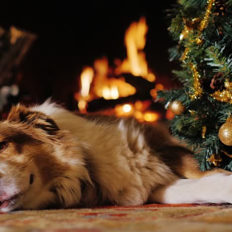 el perro yace cerca de un árbol de navidad en el fondo de una chimenea en llamas