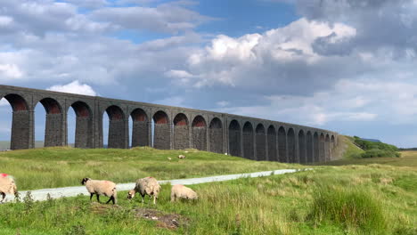 ovejas mirando alrededor frente al viaducto ribblehead en yorkshire del norte en un día de verano en cámara lenta