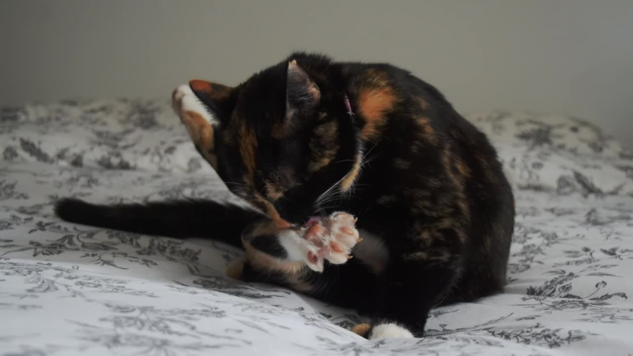 Gato calicó aseándose en una cama.