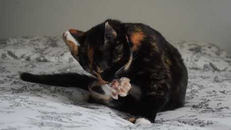 calico cat grooming on a bed