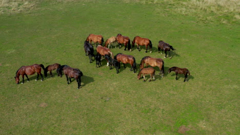 Caballos-Pastando-En-Pastos,-Vista-Aérea-Del-Paisaje-Verde-Con-Una-Manada-De-Caballos-Marrones,-Caballos-Europeos-En-El-Prado