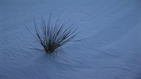 Medium-Shot-Of-A-Cactus-At-White-Sands-National-Monument-In-New-Mexico