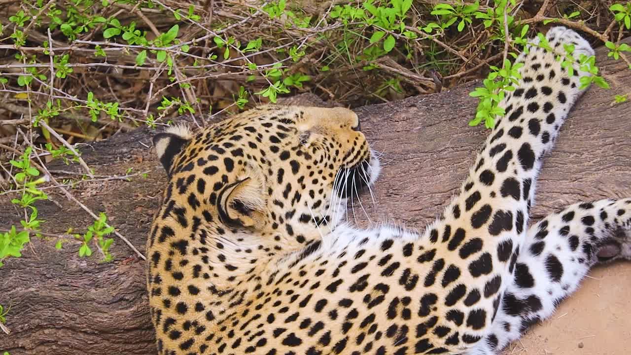 cerca de dormir leopardo orejas y bigotes moviéndose