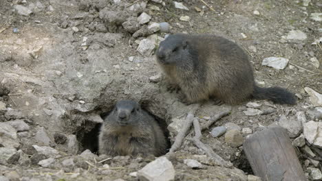 couple of groundhogs resting in front of cave in nature watching around,close up