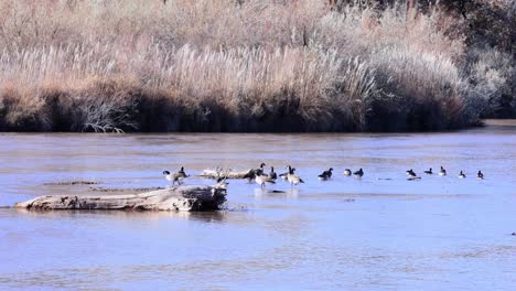 Enten-Und-Gänse-In-Albuquerque,-New-Mexico