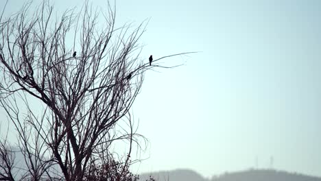 Pequeño-Pájaro-Posado-En-Un-árbol-Muerto-Contra-Un-Fondo-De-Puesta-De-Sol-Y-Montañas