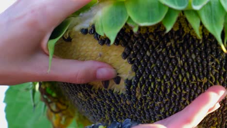 hands harvesting sunflower seeds