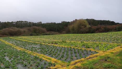 Wide-shot-of-field-of-lettuce-and-leaf-vegetables-on-farm