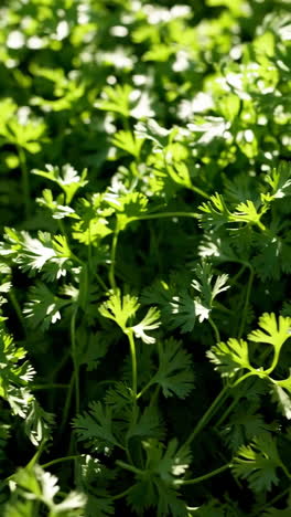 close-up of coriander plants