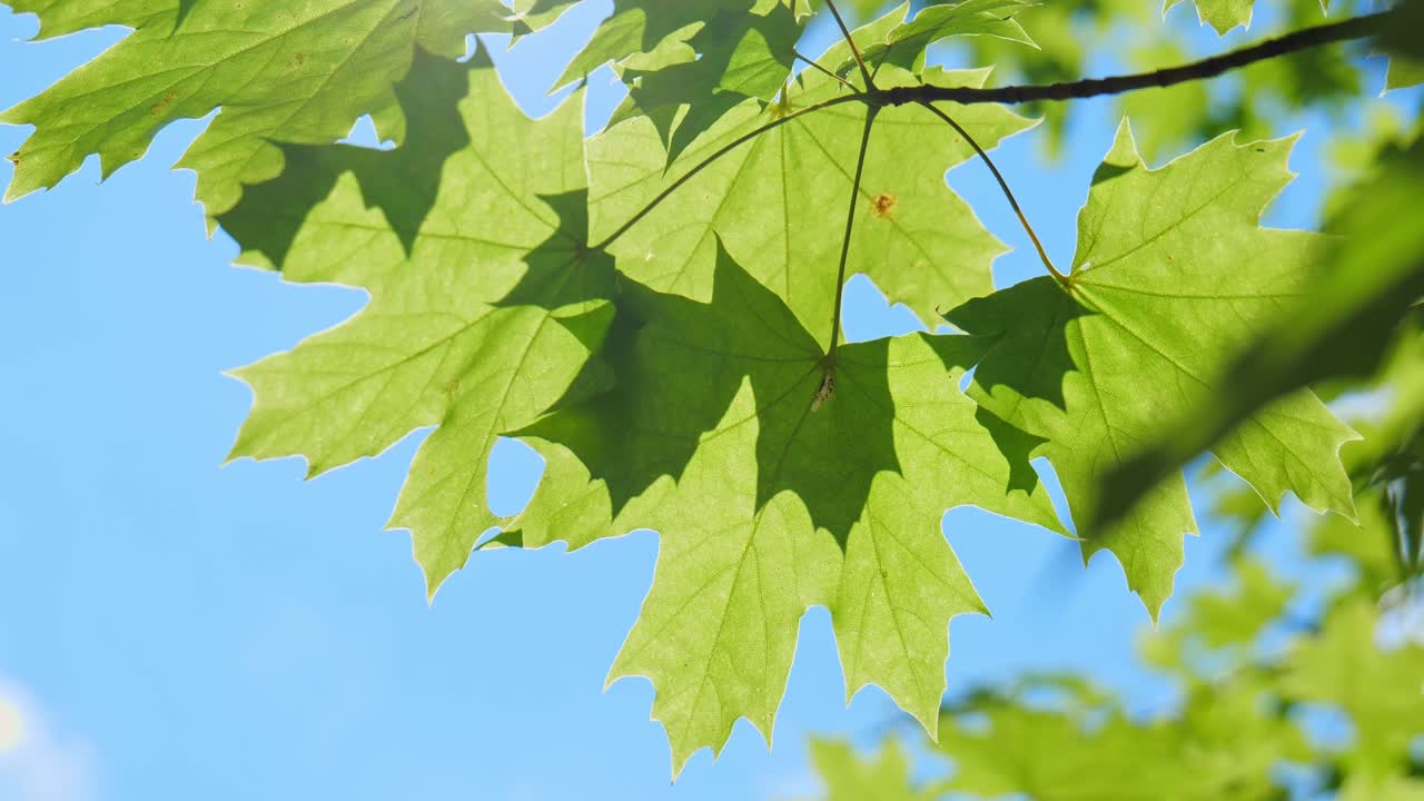 green maple tree leaves waving calmly in a wind during sunny day