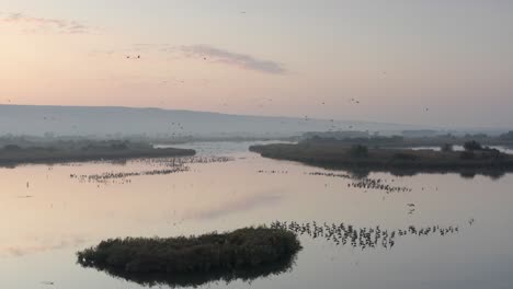 sunrise over a wetland with birds