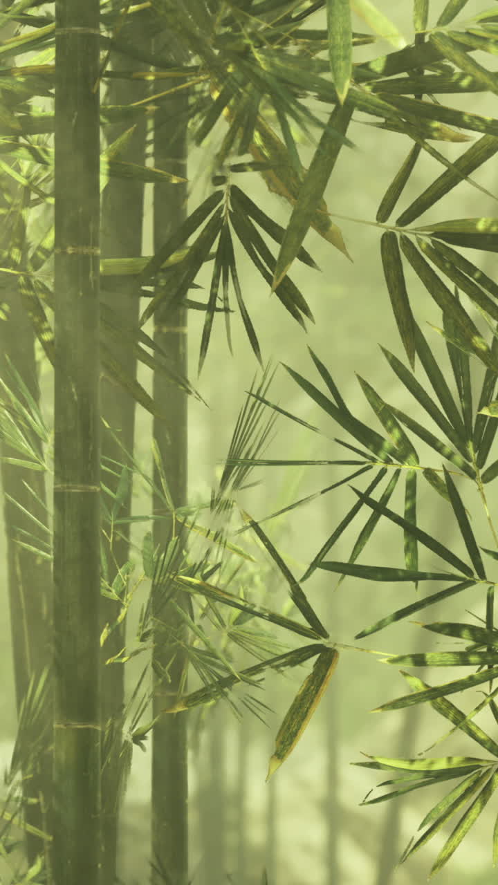 Bamboo forest in misty light creating a serene and calming atmosphere