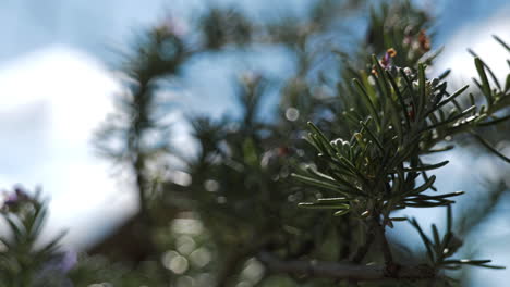 rosemary plant close-up