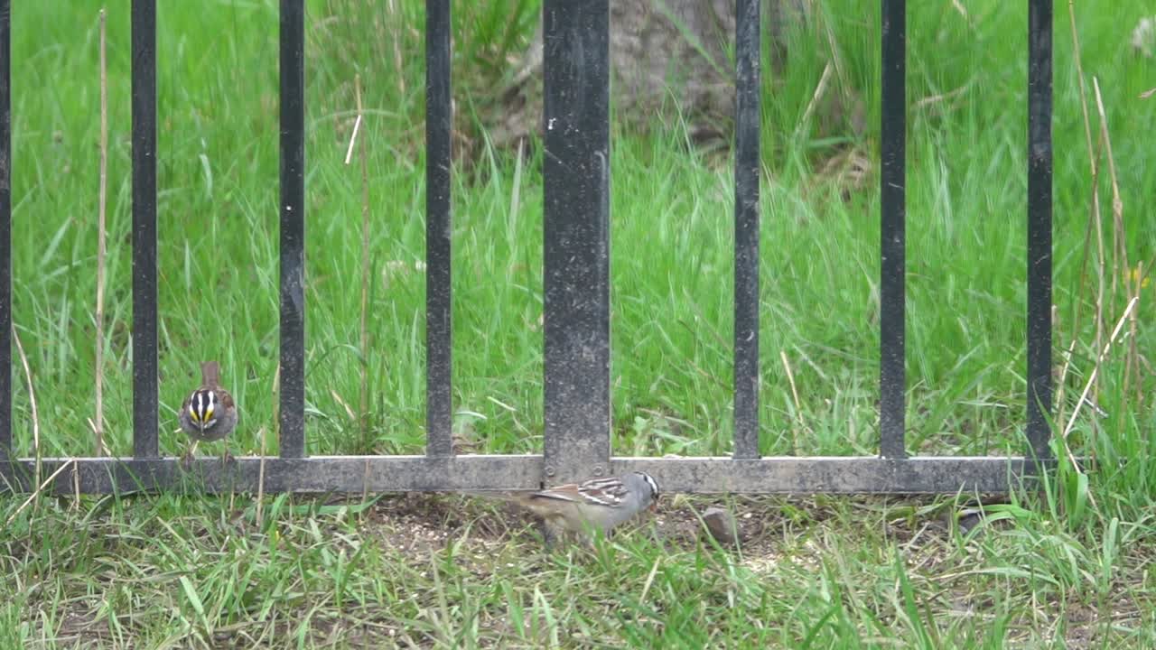 Beautiful crown head sparrows busy in searching for food.