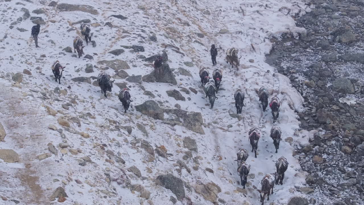 Drone shot of yak herders guiding black yaks through snowy trails in Khumbu, Nepal. Returning to their stay, scene shows raw high-altitude life, irregular snowfall, risky Himalayan survival and life