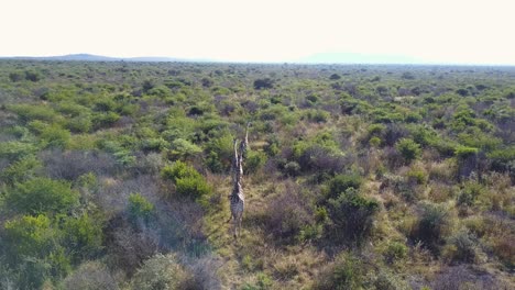 Giraffen,-Die-An-Hellen-Tagen-Durch-Die-Afrikanische-Wildnisebene-Laufen