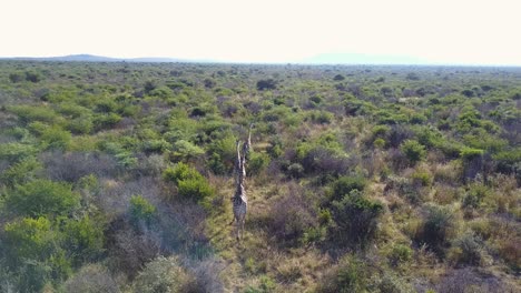 jirafas corriendo por la llanura salvaje africana en un día brillante