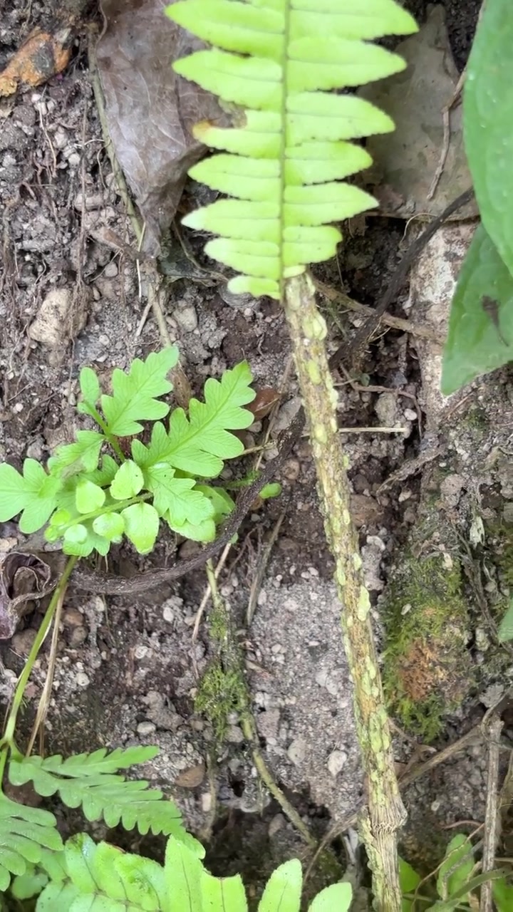Pequena samambaia verde crescendo no chão da floresta