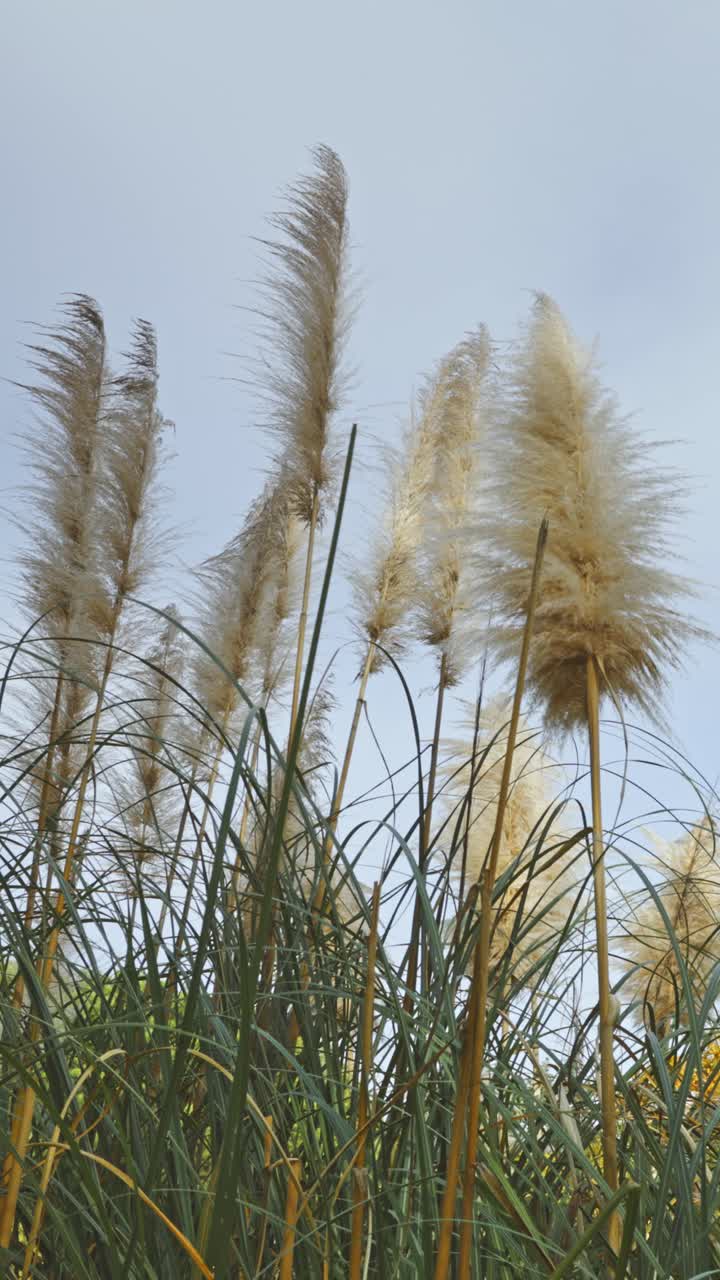 L'erba della pampa bianca, Cortaderia selloana, oscilla nel vento, incorniciata da un cielo limpido, mettendo in risalto l'eleganza naturale e i dettagli della texture.