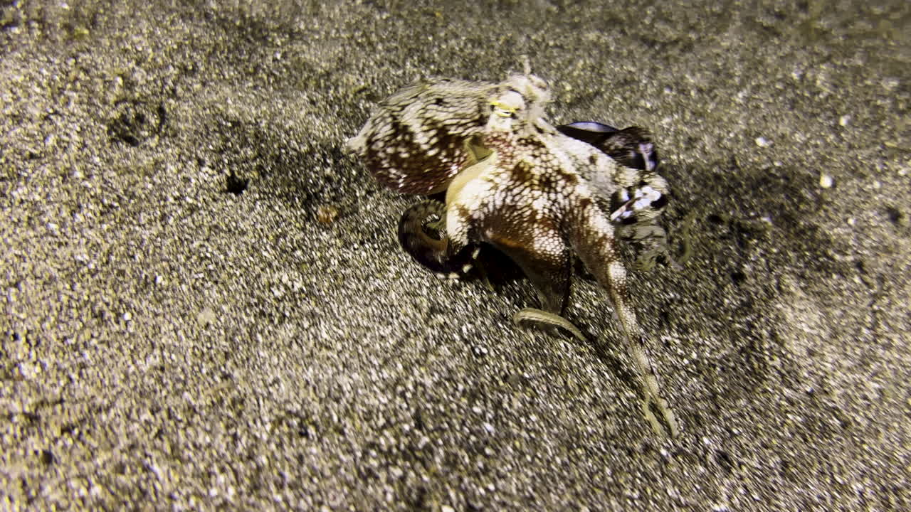 A coconut octopus walks across the sandy seabed at night, carrying a single shell. It pauses briefly to adjust the shell with its tentacles. Then it continues