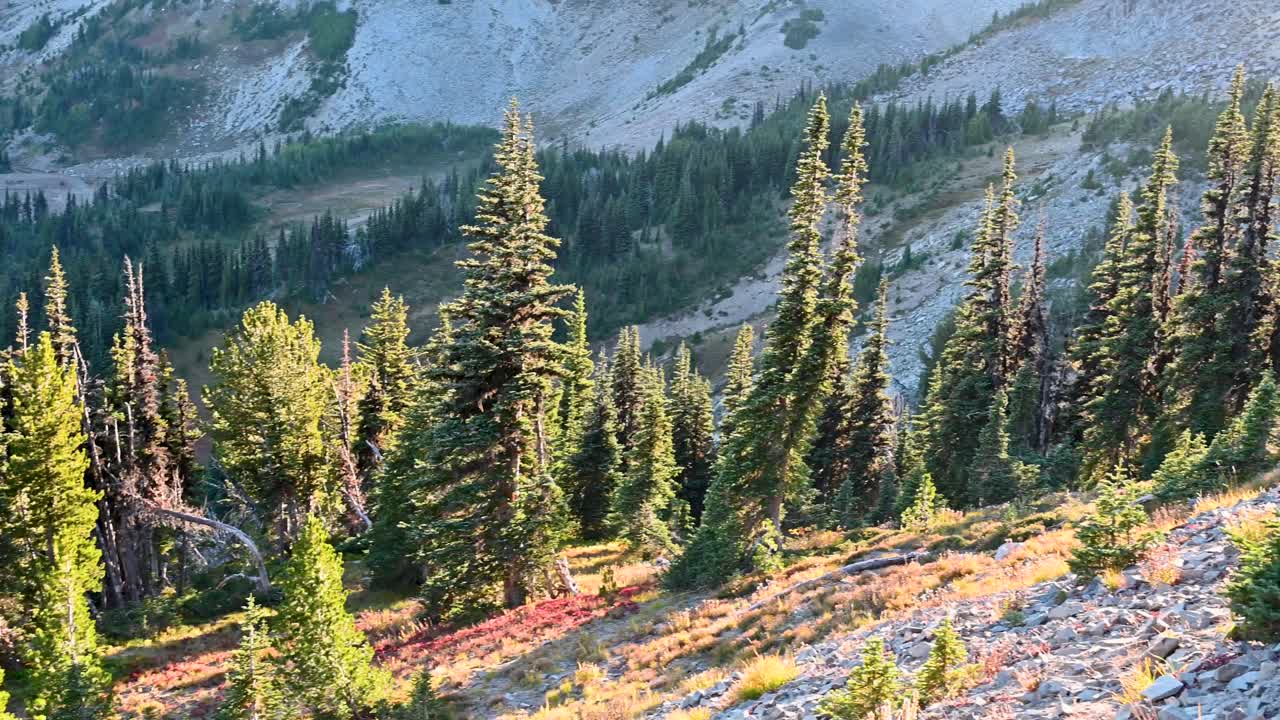 Aerial drone view of alpine evergreens and rugged mountain slopes bathed in golden afternoon light