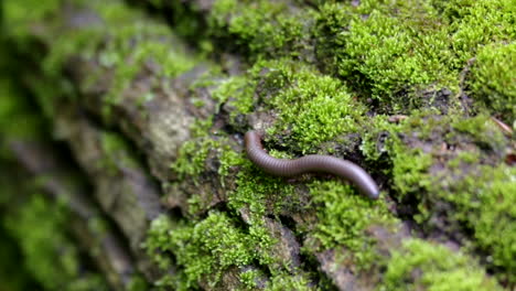 a millipede crawling on a moss covered log on the forest floor