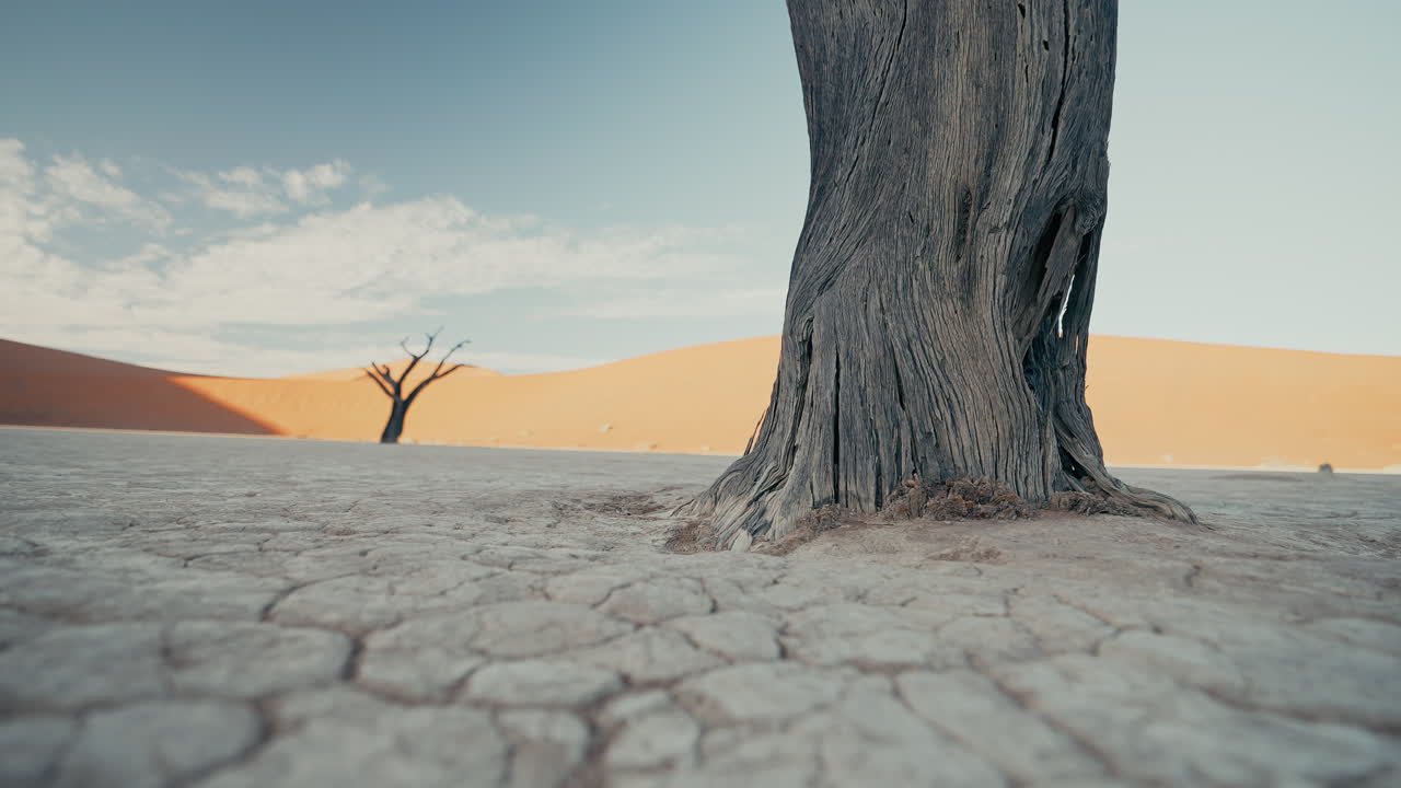 Dead Tree in the Namib Desert