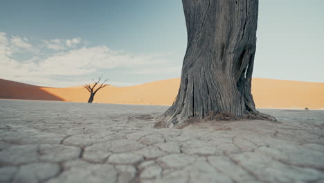 dead tree in the namib desert