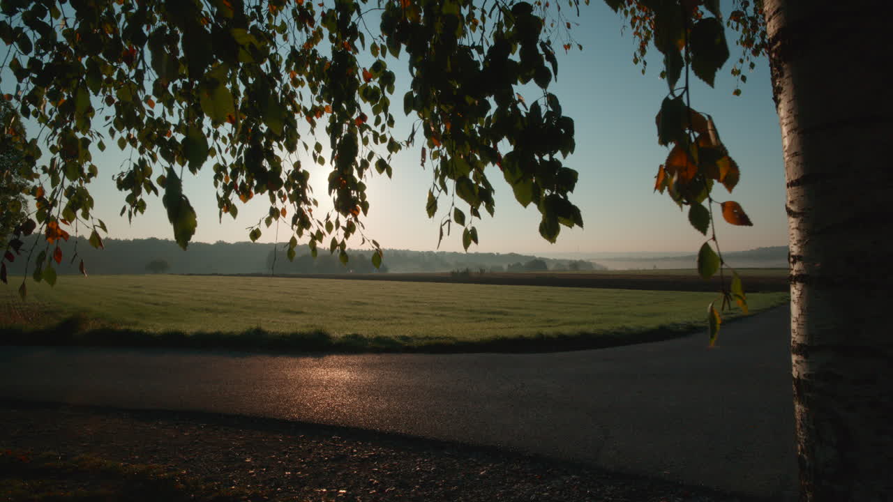 Lonely tree in the wind overlooking the vast farm field in the early morning in Scönaich Germany, Europe.