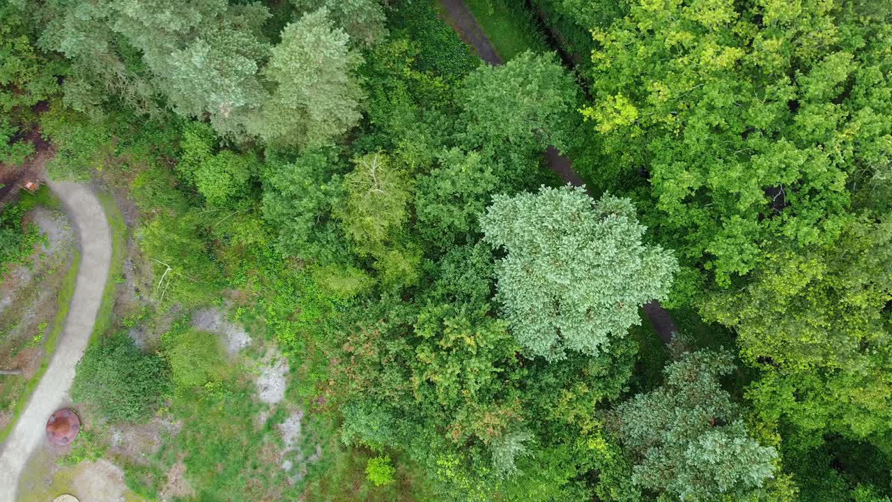 Vista aerea dall'alto di un sentiero tra gli alberi della foresta.