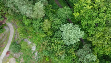 Top-down-aerial-view-of-pathway-inside-the-forest-trees