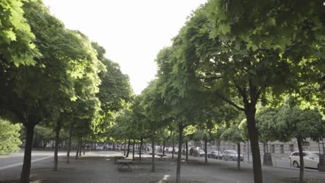 slow motion: green leaves of maple trees moving on gendarmenmarkt in berlin